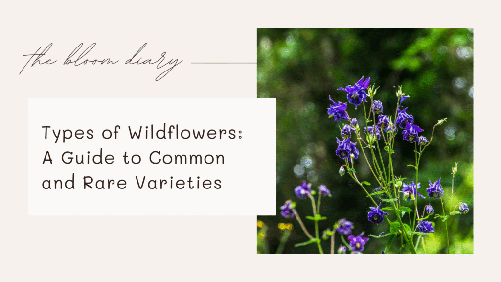 Types of wildflowers