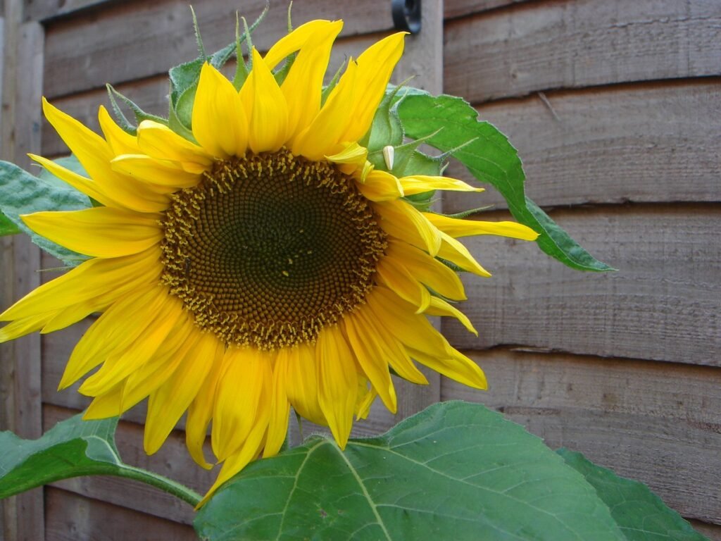 Types of wildflowers Sunflowers