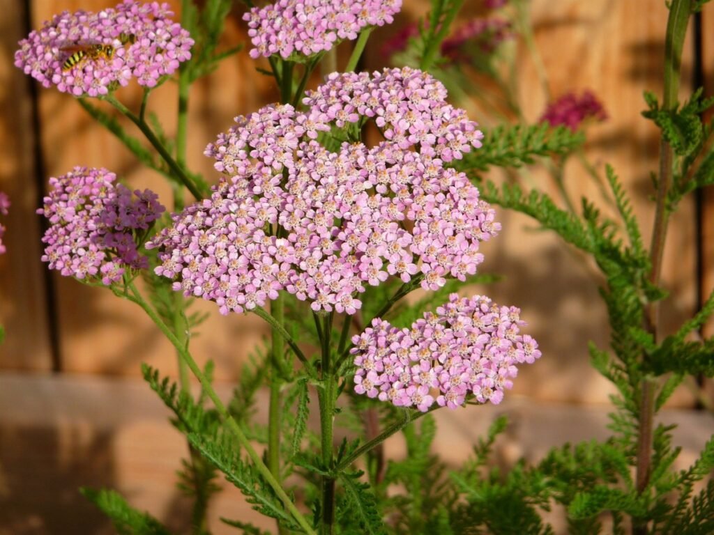 Types of wildflowers Yarrow