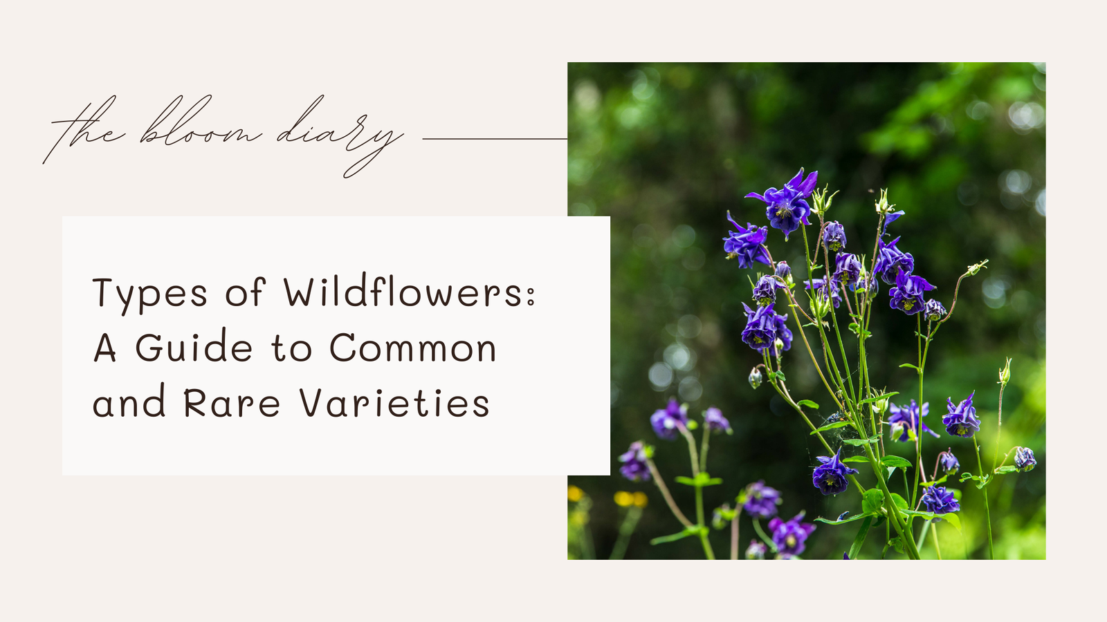 Types of wildflowers