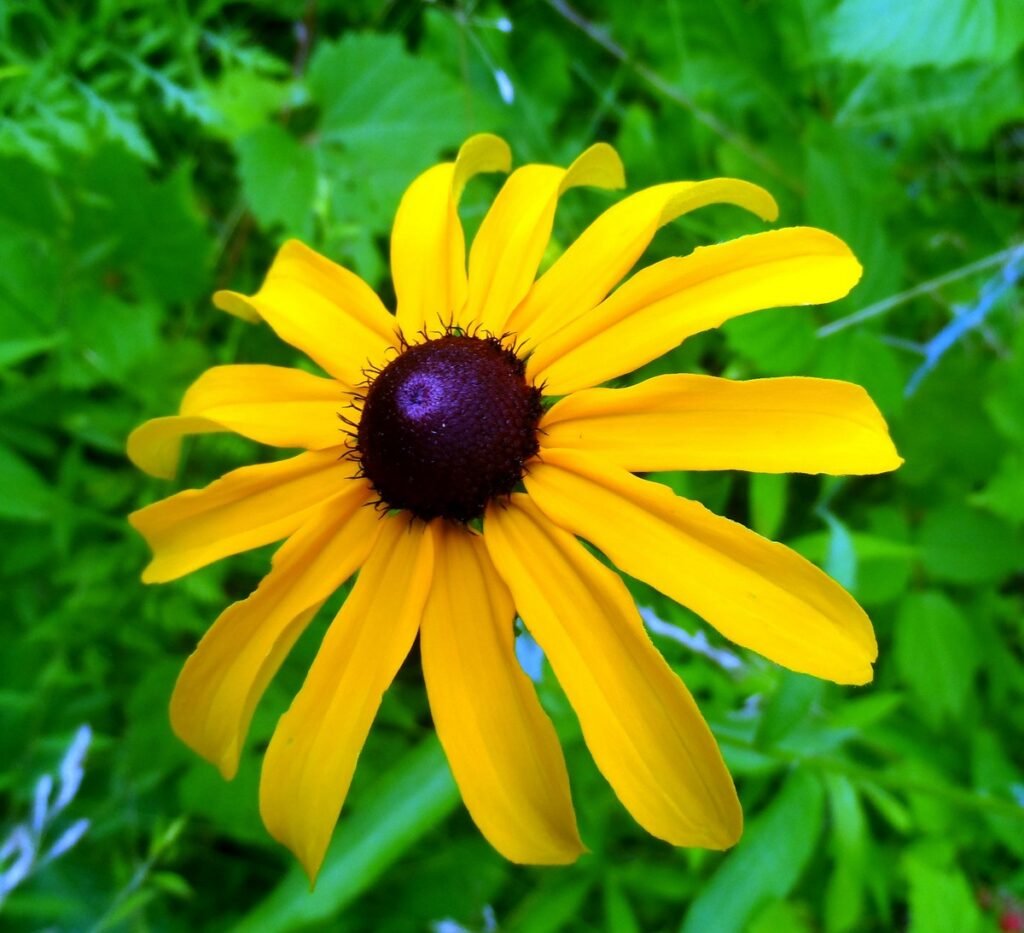 Types wildflowers Black-Eyed Susan