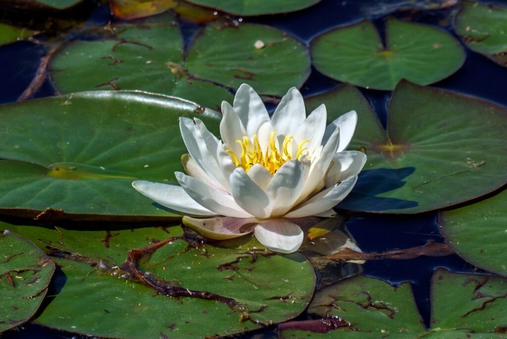 Water Lilies meaning