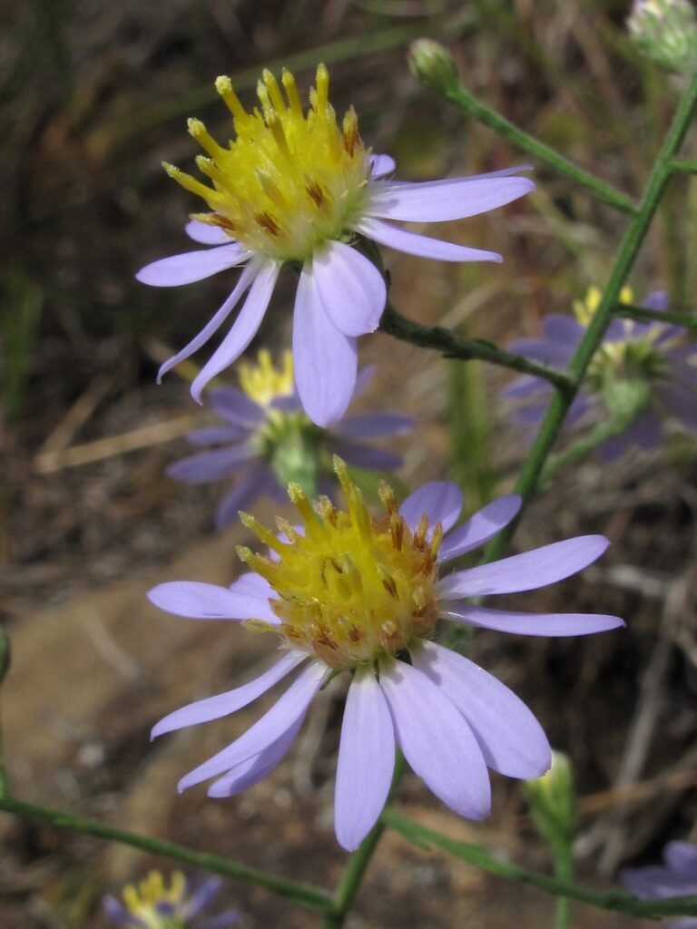 Wavyleaf aster flower