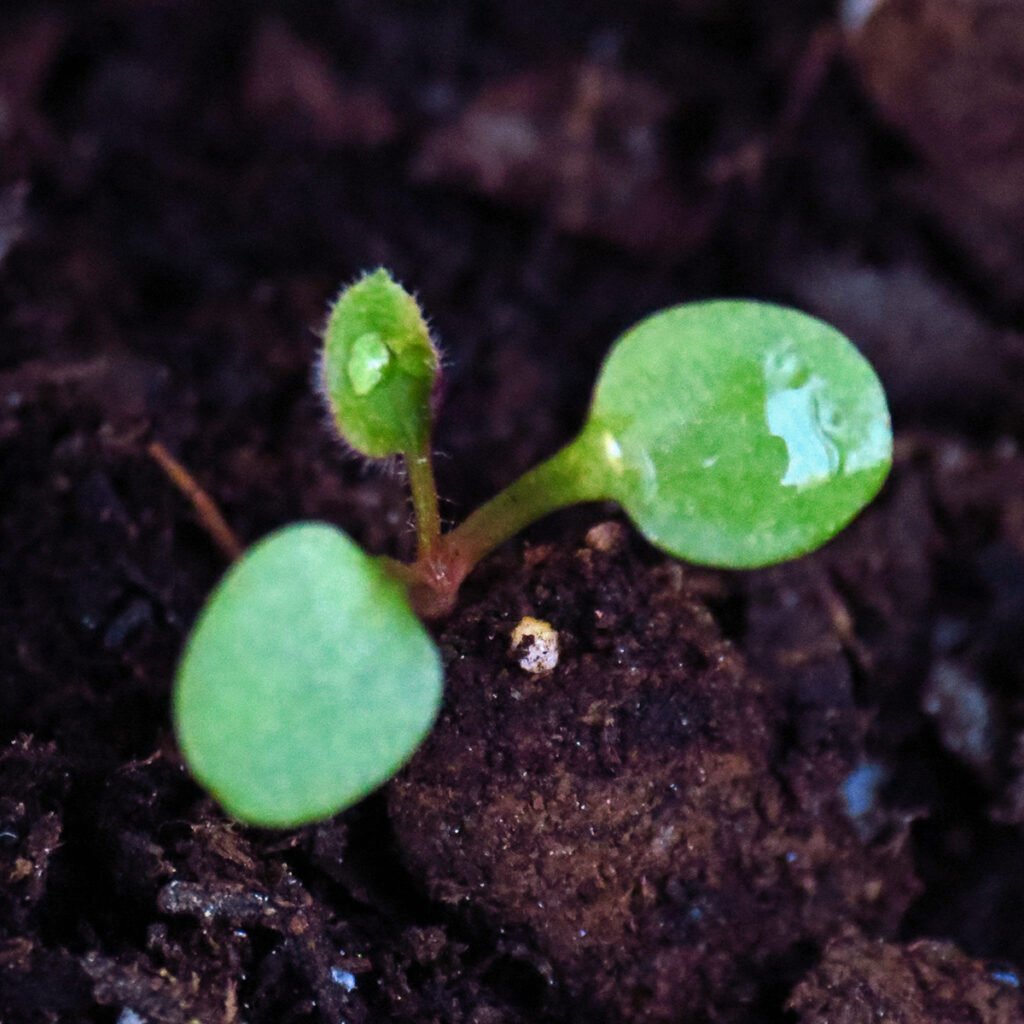 Wavyleaf aster seedlings