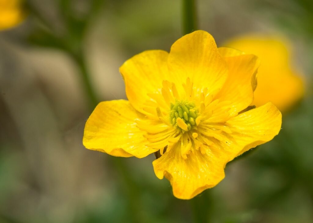 Western Buttercup flower