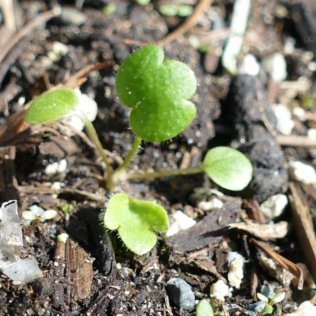 Western Buttercup seedlings