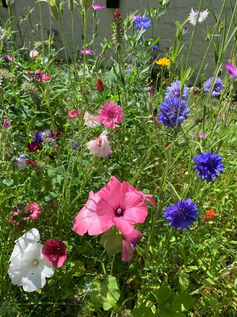 What do wild flowers symbolize