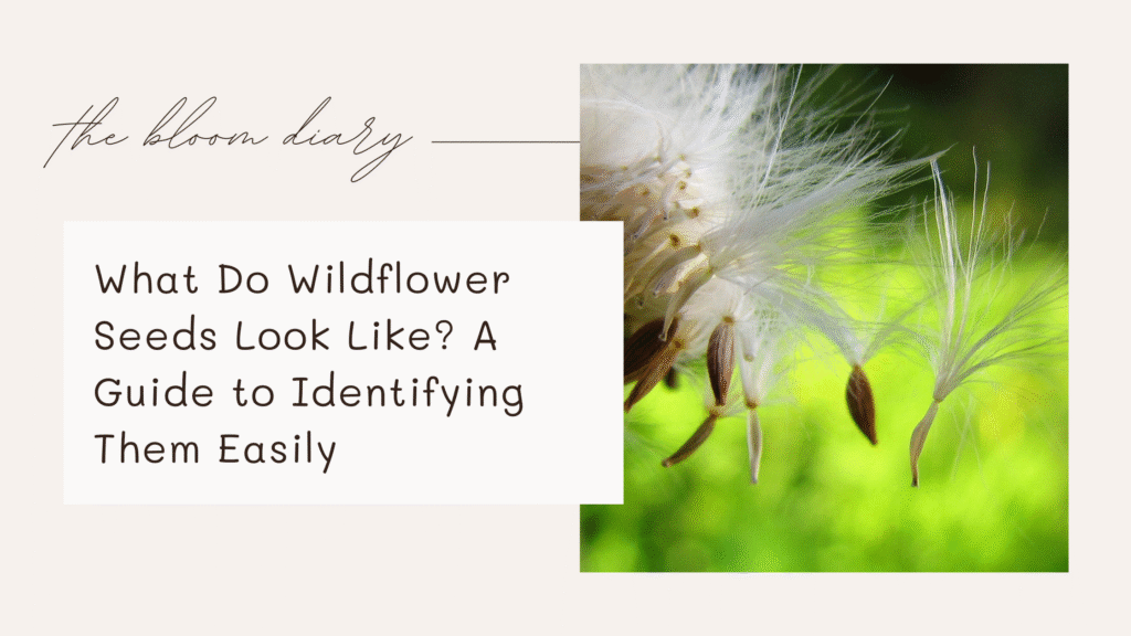 What do wildflower seeds look like