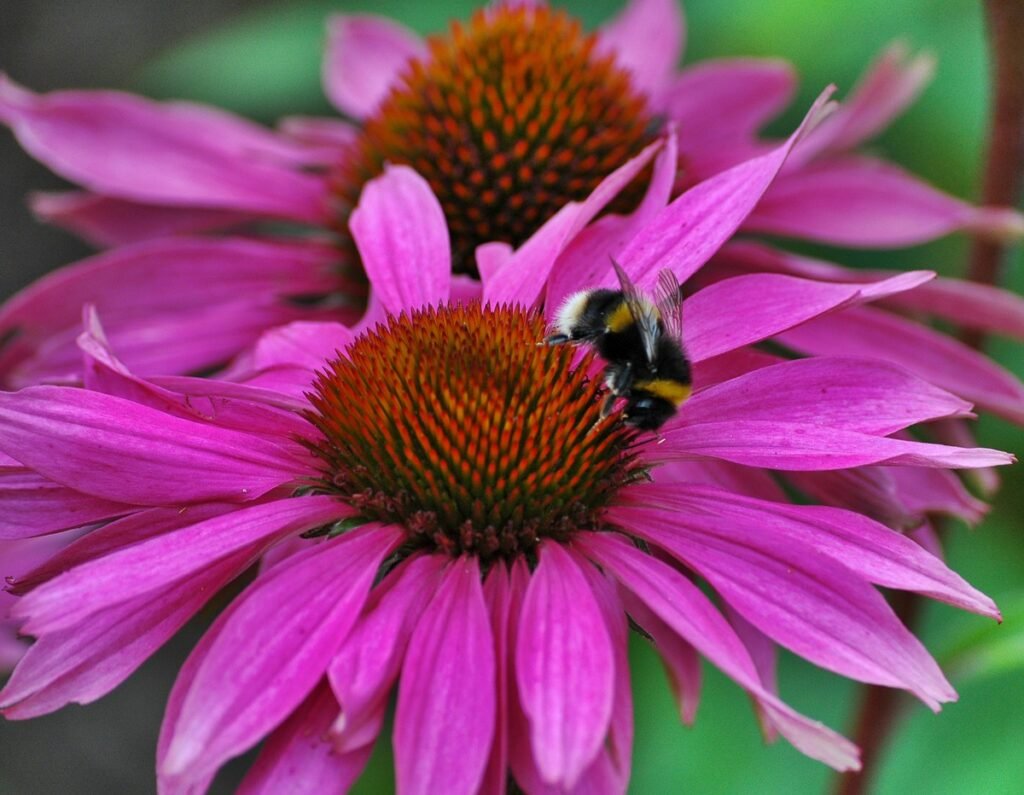 What does wildflower symbolize