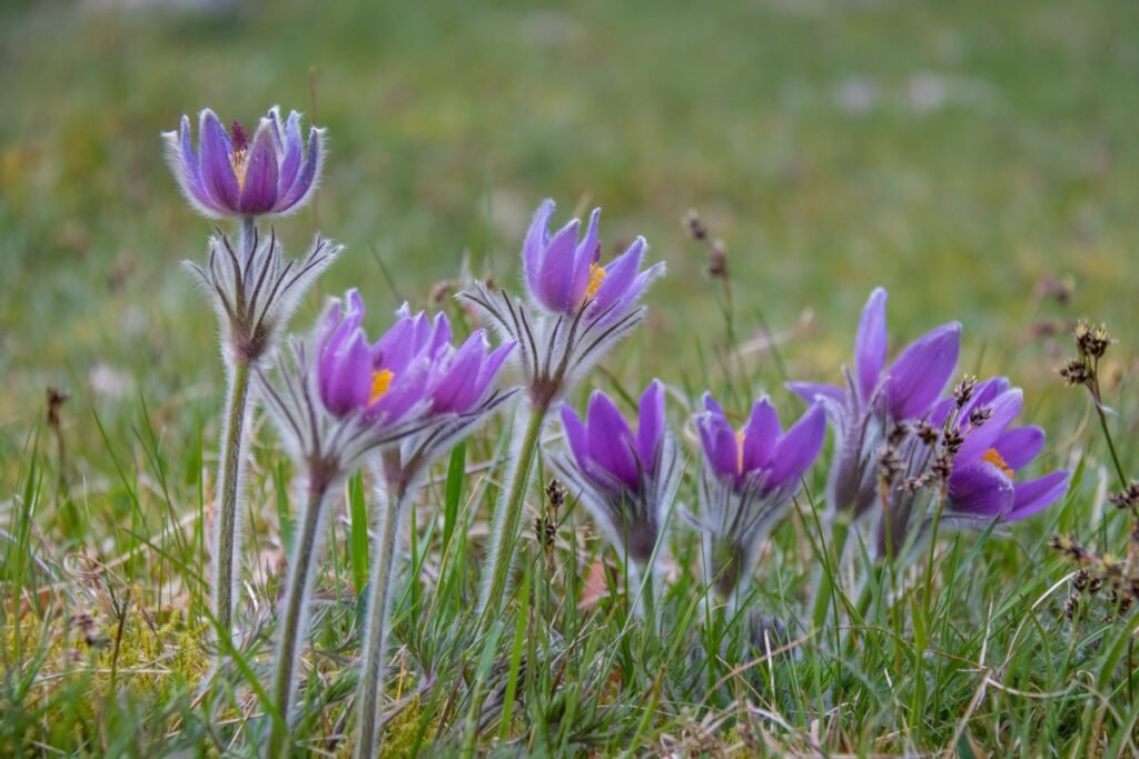 what is a spring ephemeral