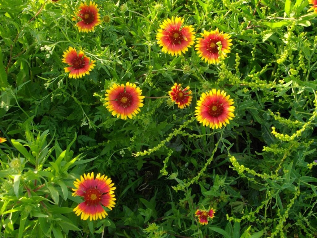 When to plant blanket flower