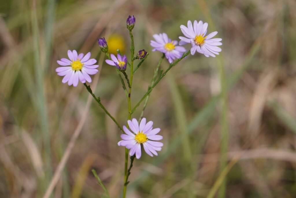 The best time to plant a mini meadow of annual wildflowers