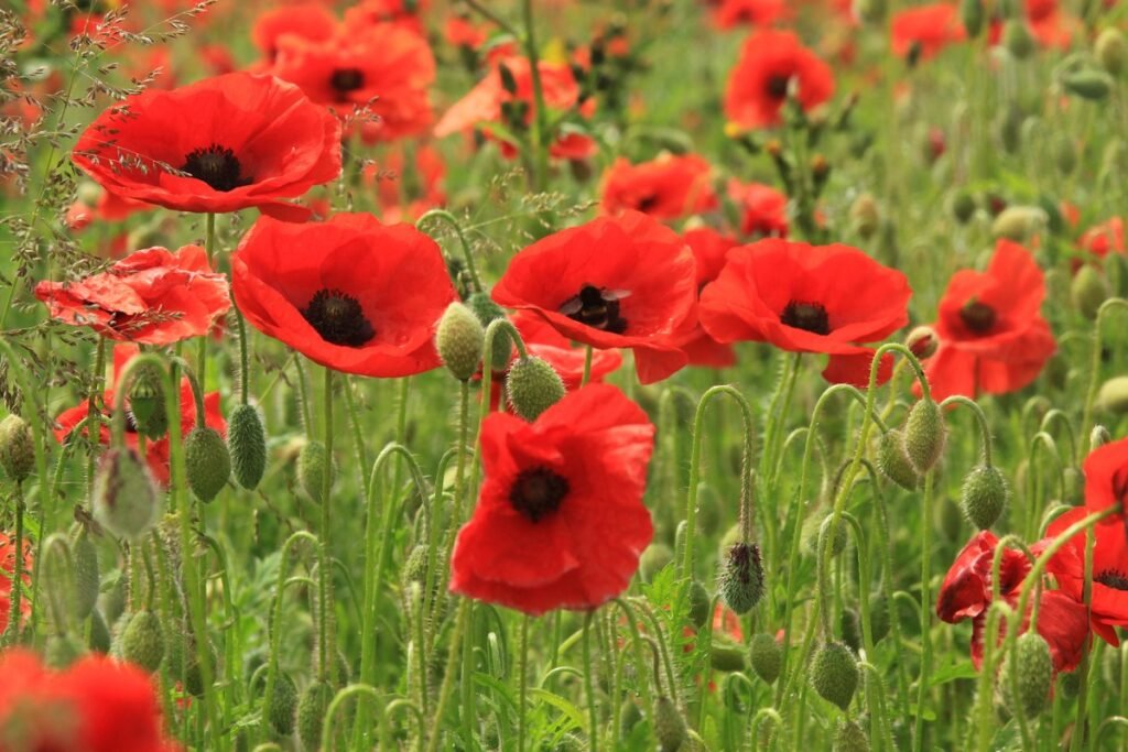 When to plant red poppy