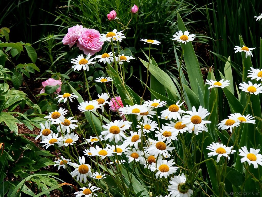 When to plant shasta daisy