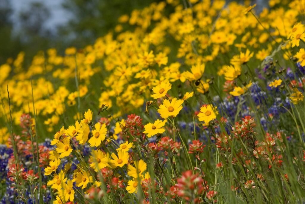 When to plant texas wildflower seeds