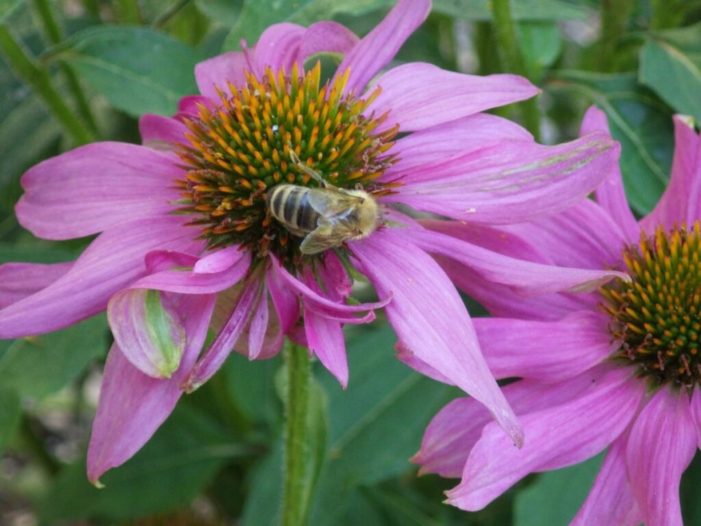 When to plant purple coneflower