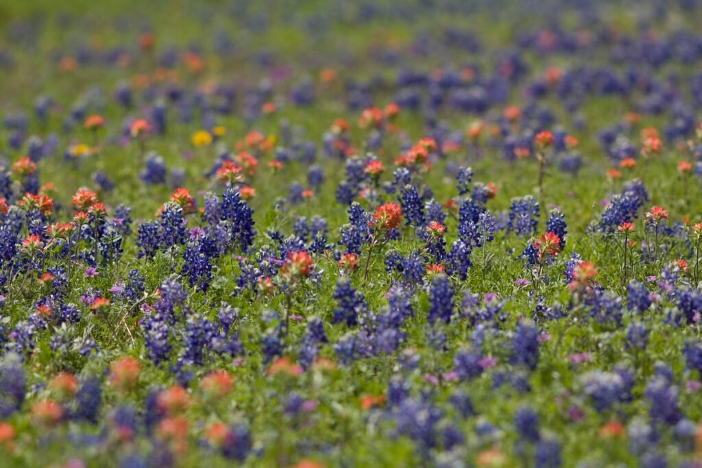 Planting wildflowers in fall in Texas