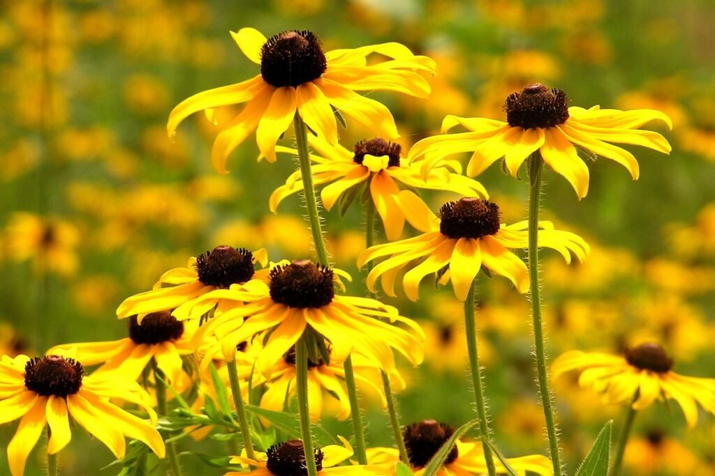 When to plant black-eyed susan