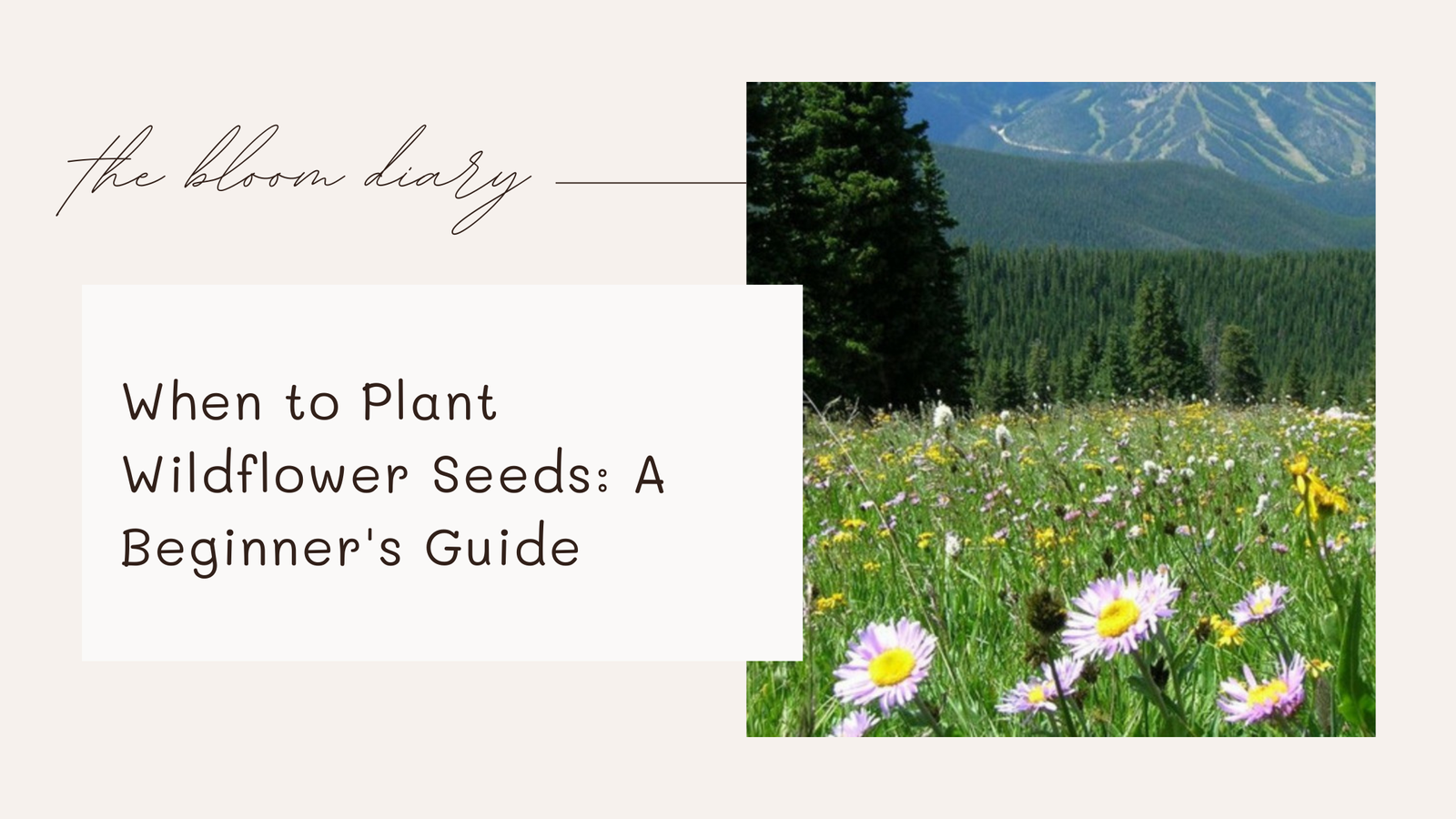 When to plant wildflower seeds