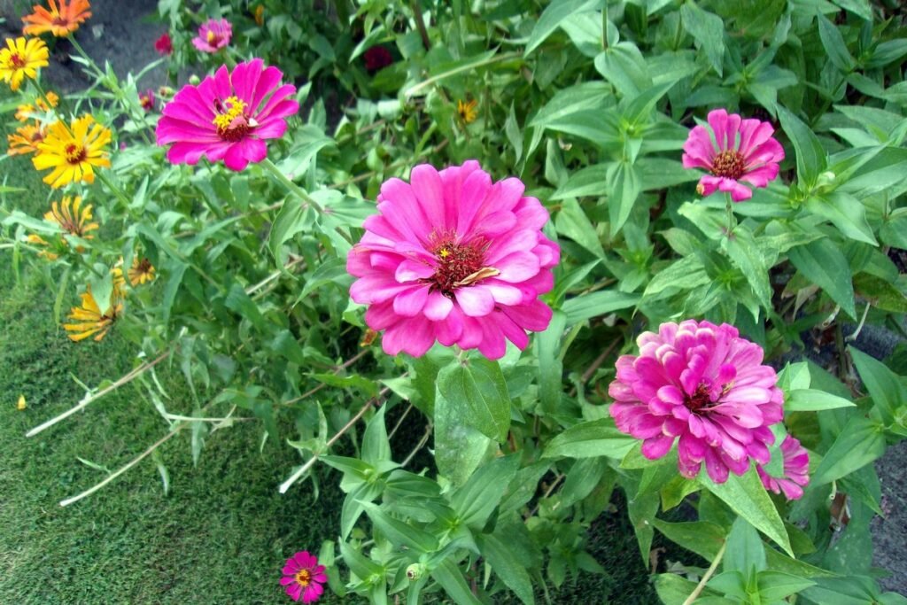 When to plant zinnia