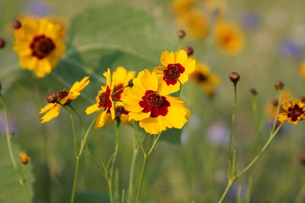 When to plant coreopsis