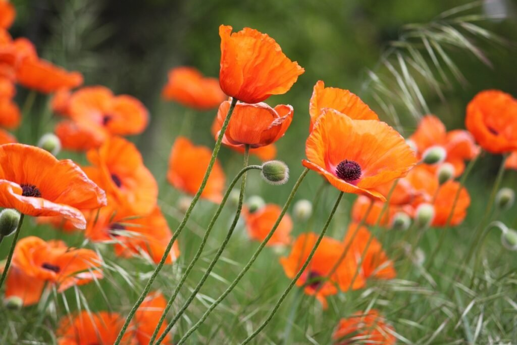 When to plant california poppy