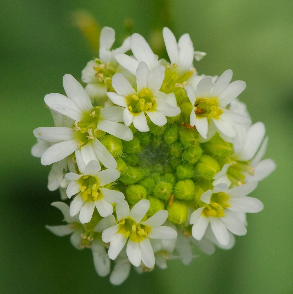 Hoary Alyssum (Berteroa incana)
