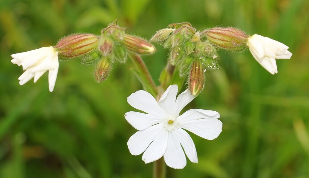 White Campion (Silene latifolia)
