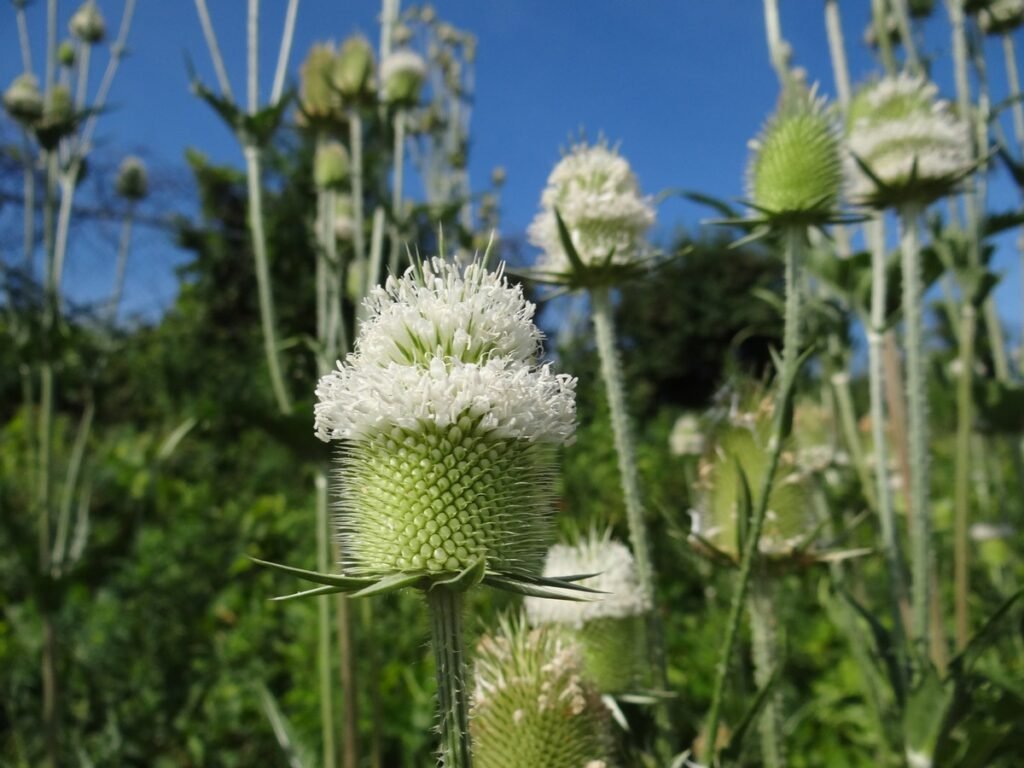Cut-leaved Teasel (Dipsacus laciniatus)