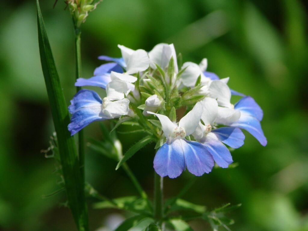 Blue Eyed Mary