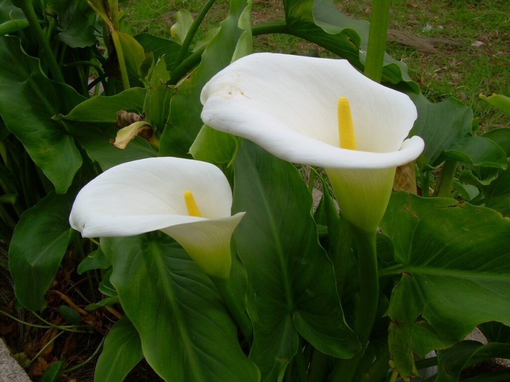 Wild Calla (Calla palustris)