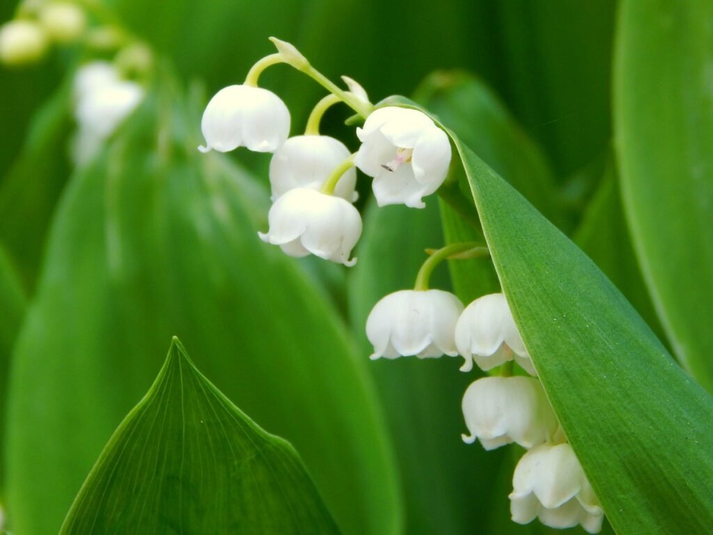 Lily-of-the-Valley (Convallaria majalis)