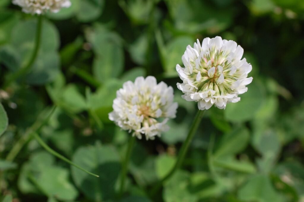 White Clover (Trifolium repens)