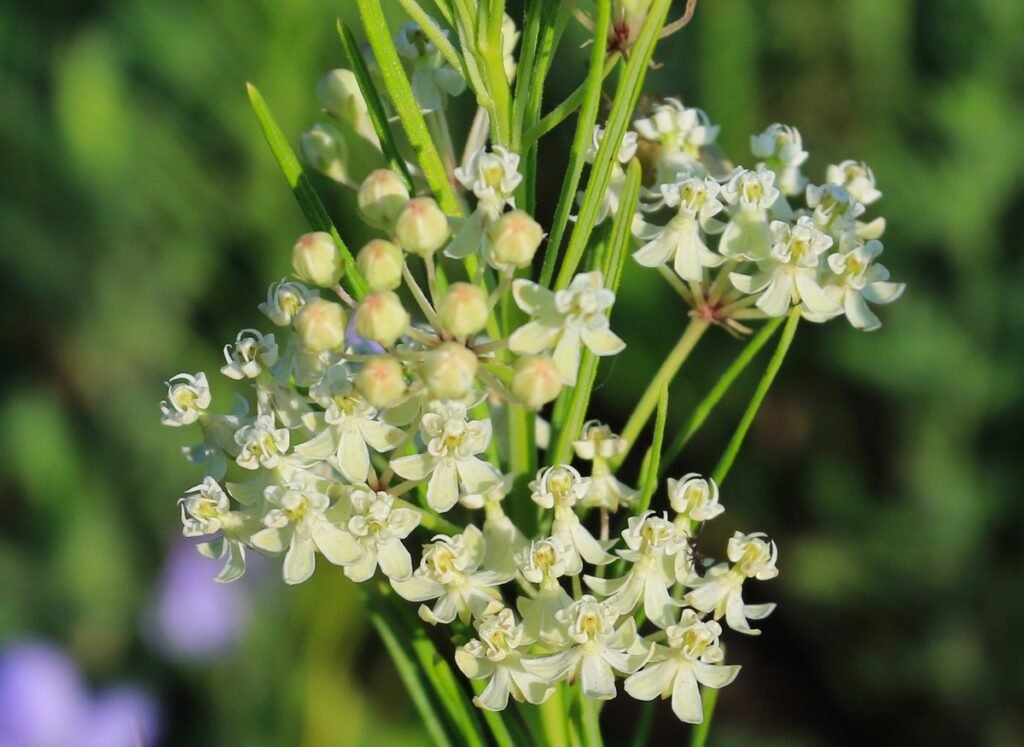 Whorled Milkweed