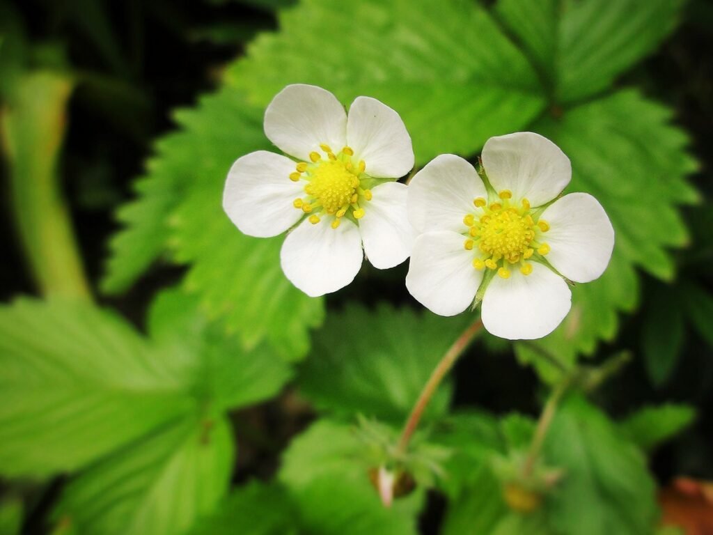 Wild Strawberry (Fragaria vesca)