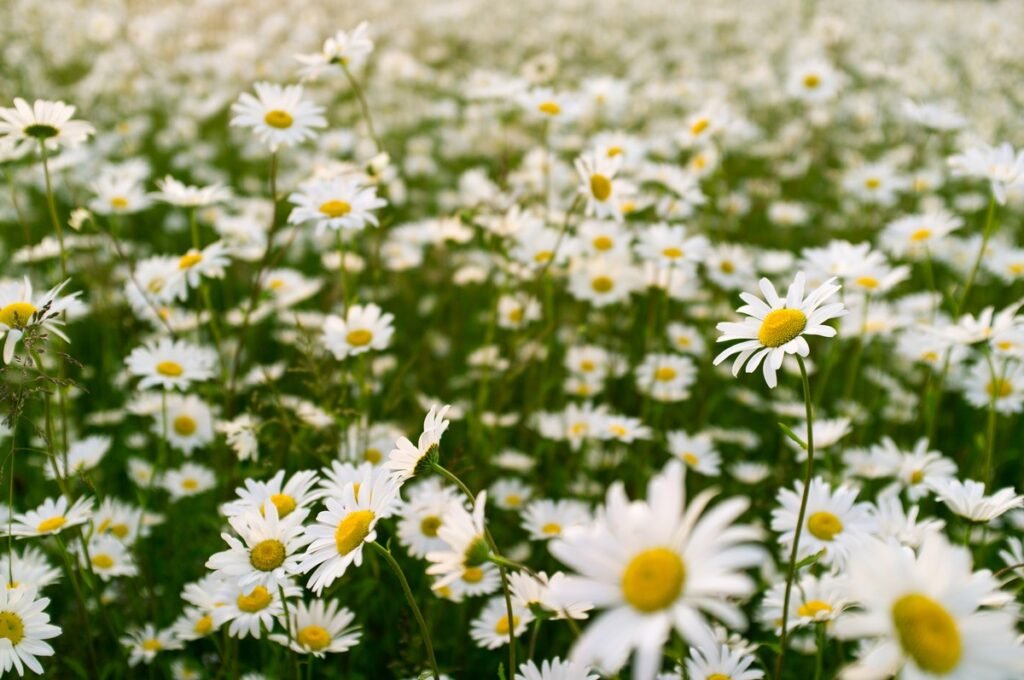 Oxeye Daisy (Leucanthemum vulgare)