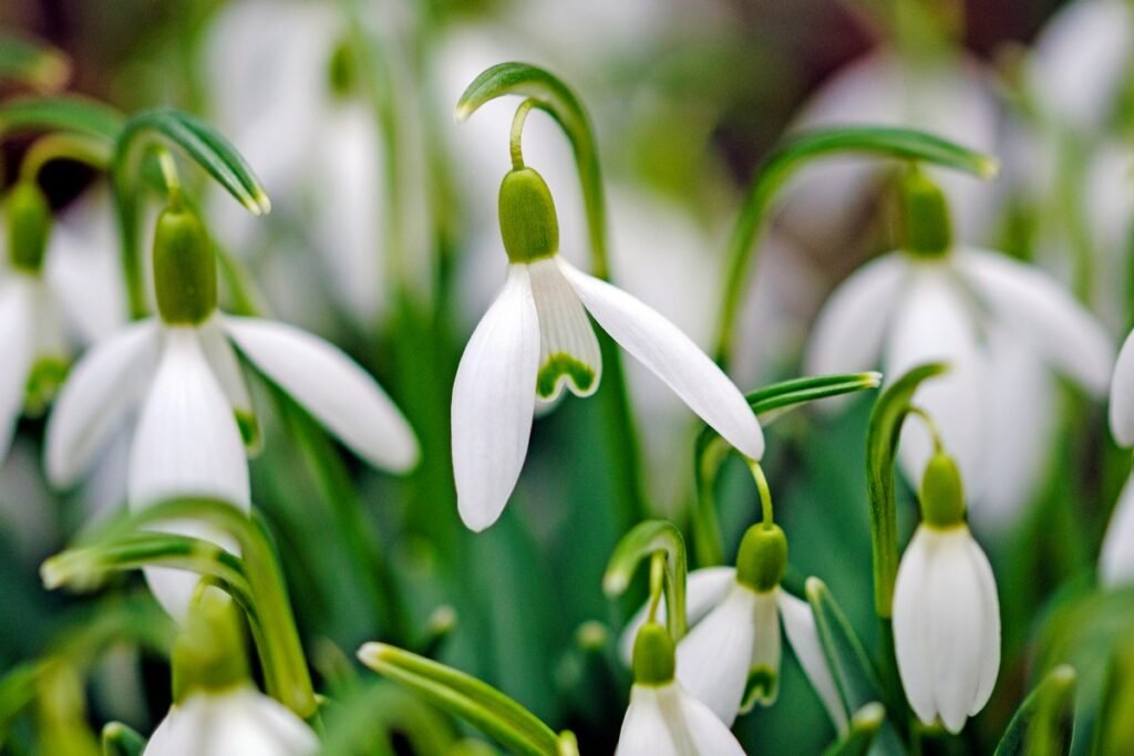 Snowdrop (Galanthus nivalis)