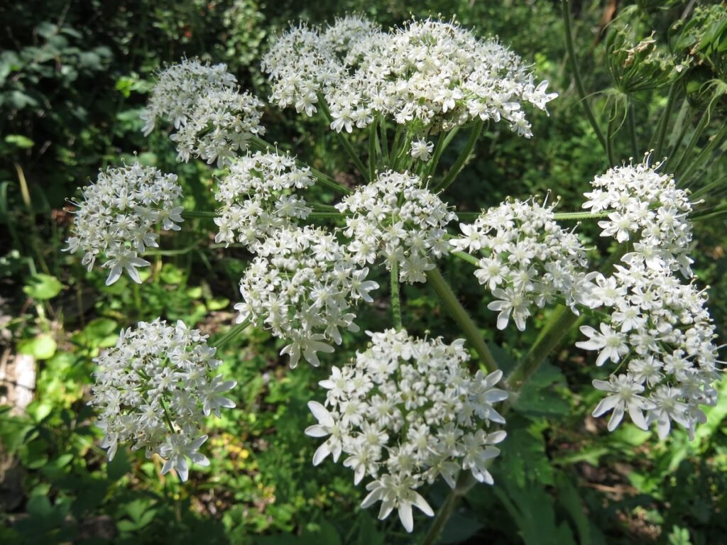 Cow Parsnip (Heracleum maximum)