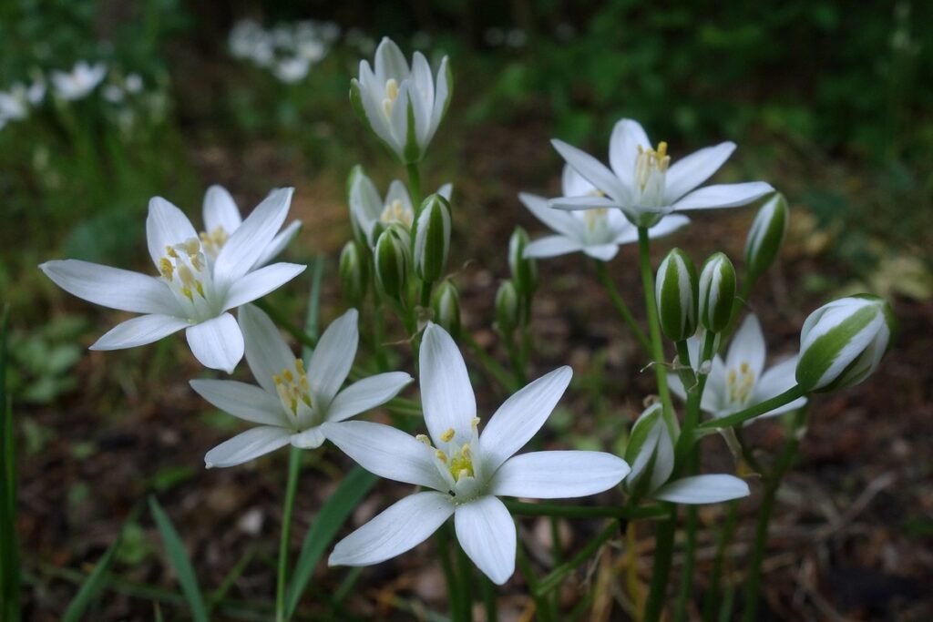 Star of bethlehem