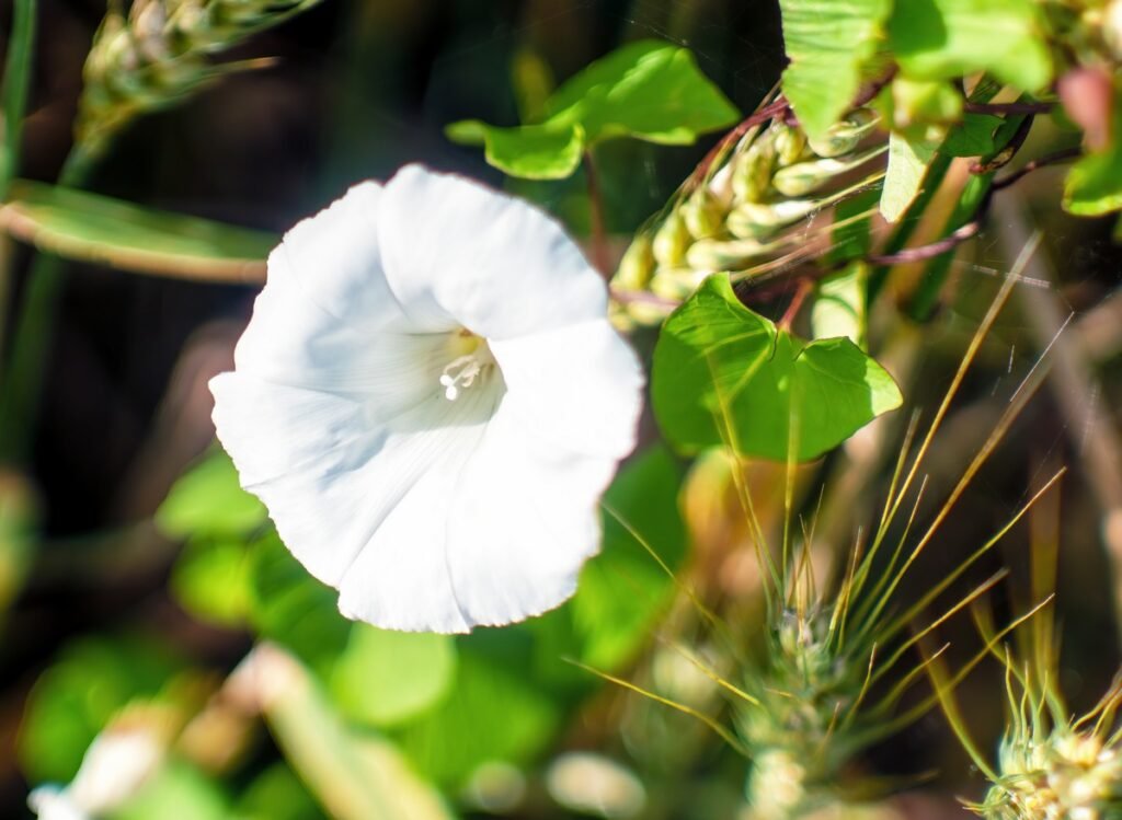 Hedge Bindweed (Calystegia sepium)