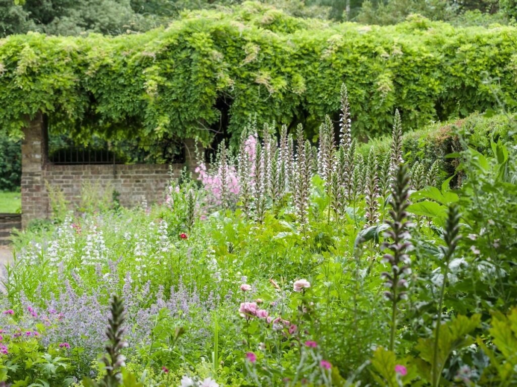 wild flower front yard