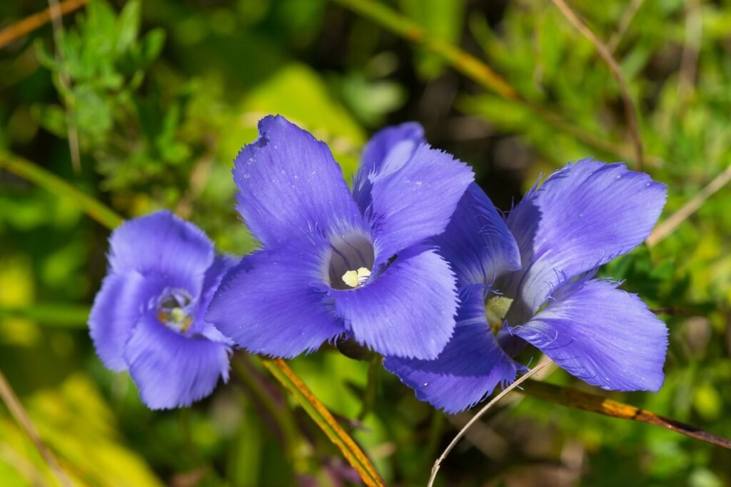 Wild flower species Fringed Gentian