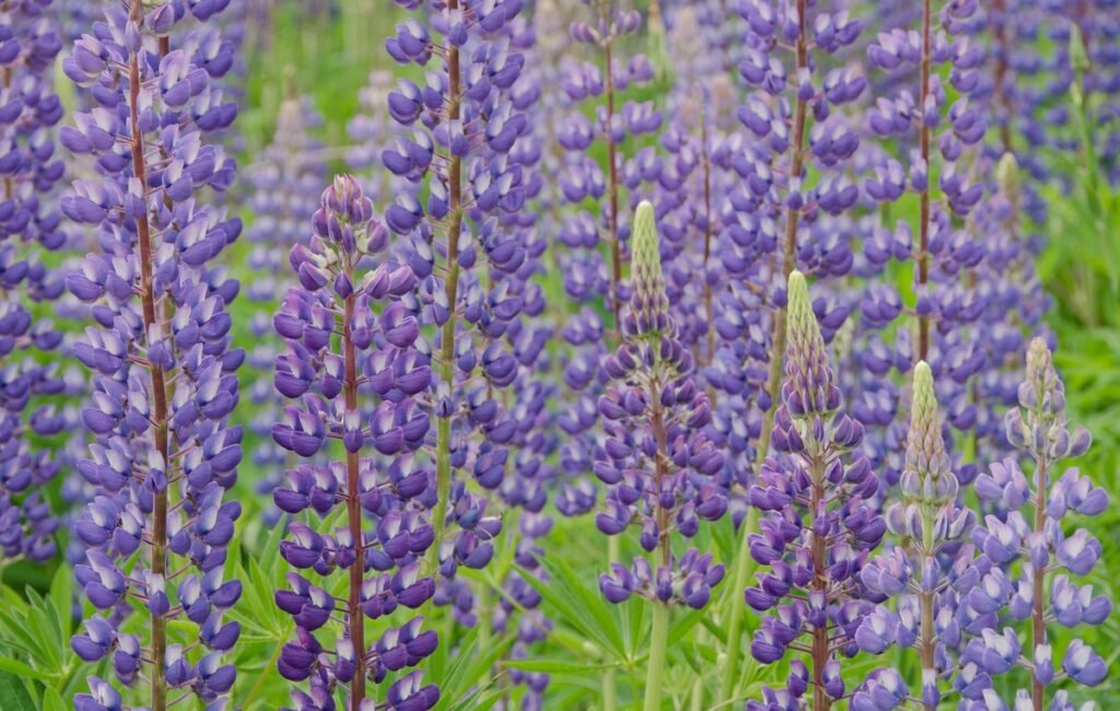 Wild flower types Lupines