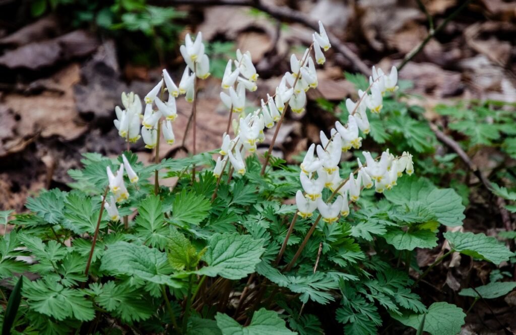 wild flowers in spring Dutchman's Breeches