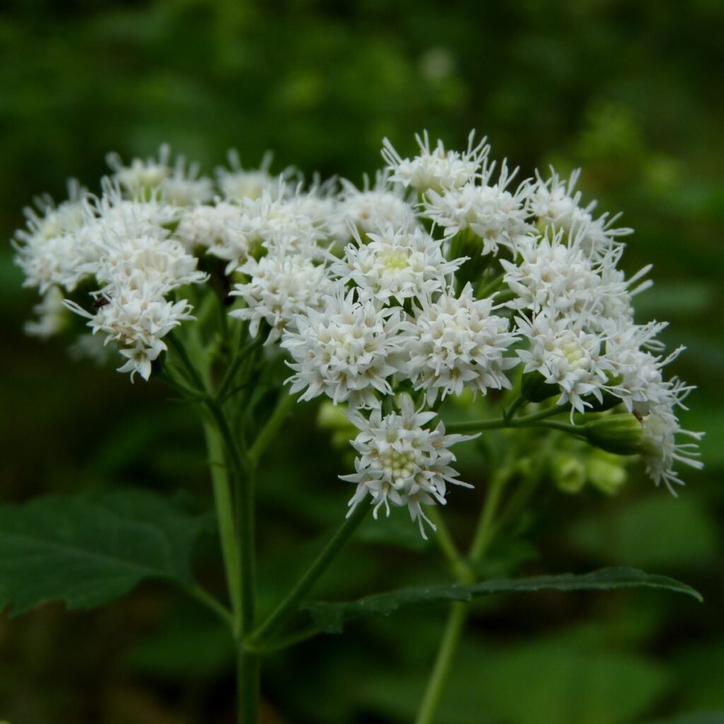 White Snakeroot