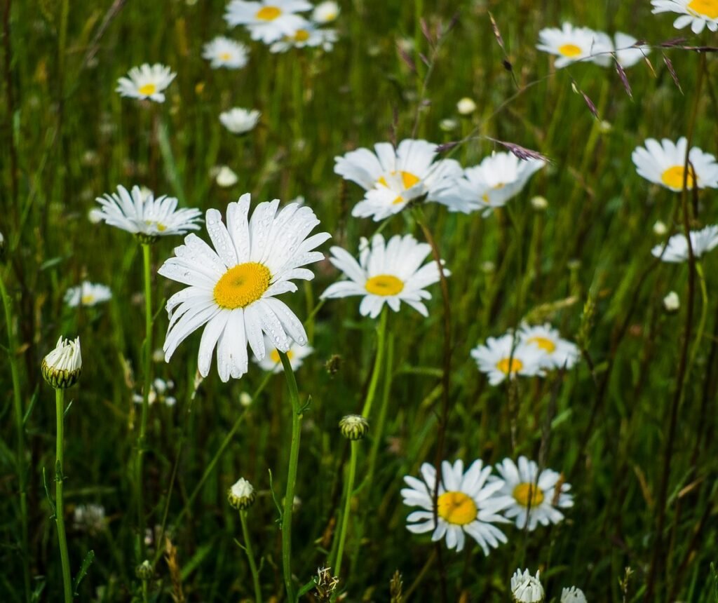 Daisy (Bellis perennis)