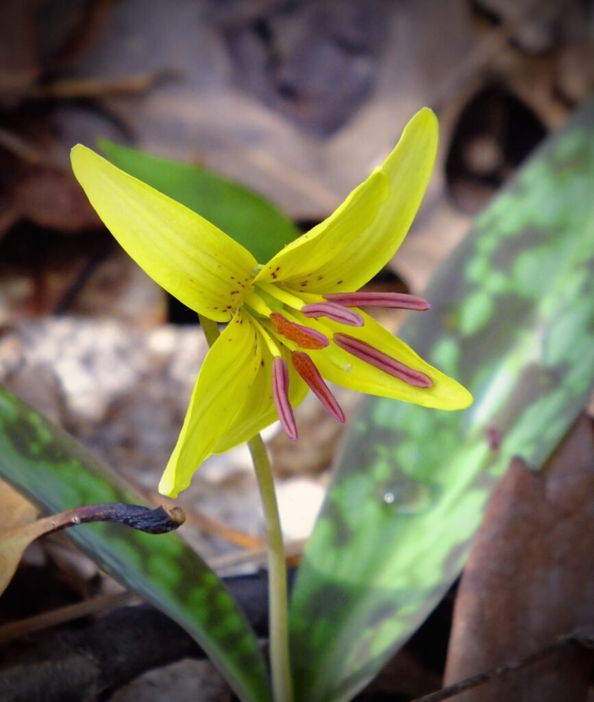 wild spring flowers Yellow Trout Lily