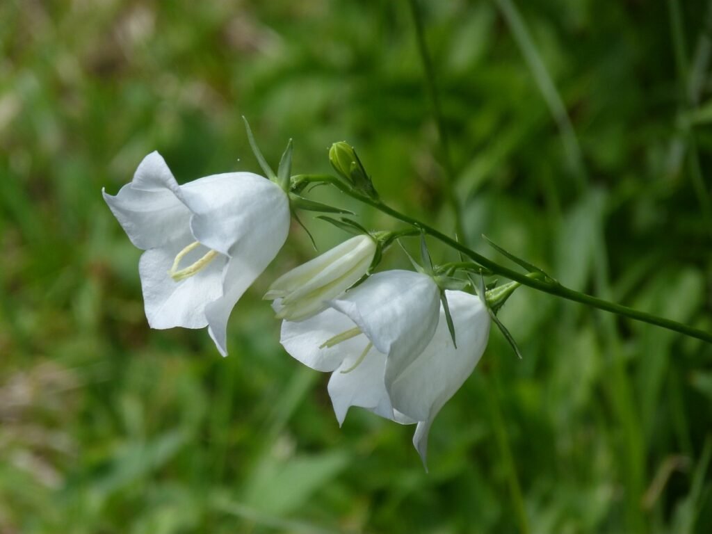 White bellflower