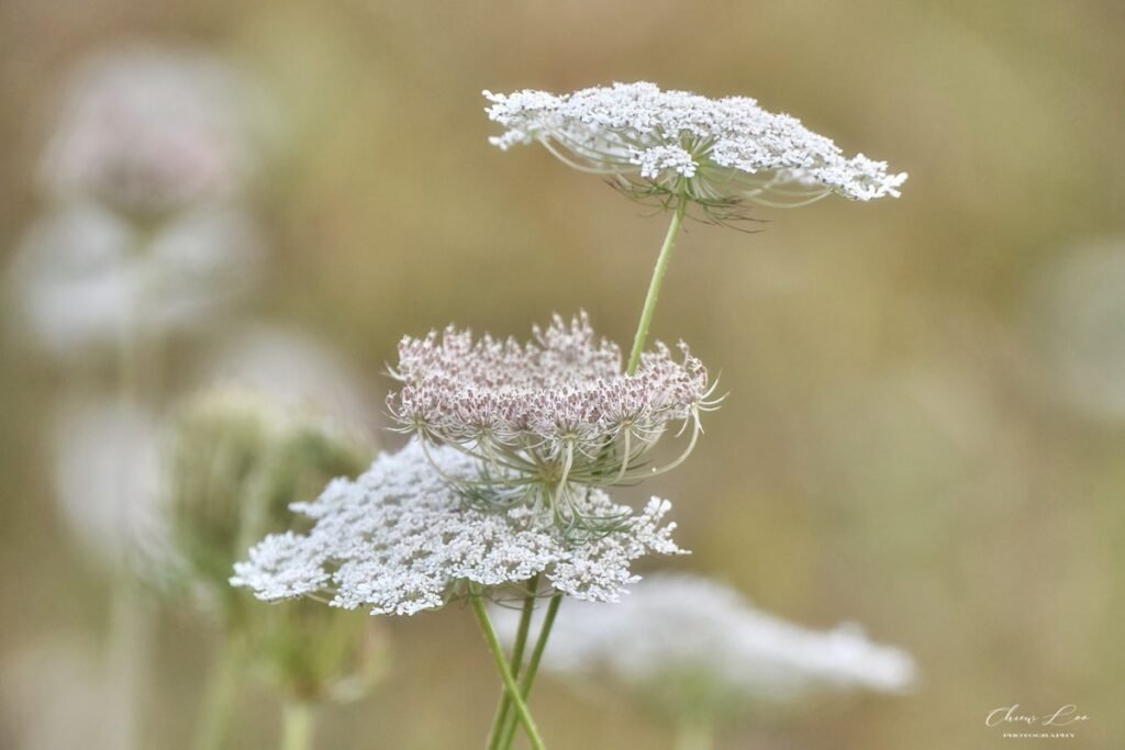Queen Anne's Lace (Daucus carota)