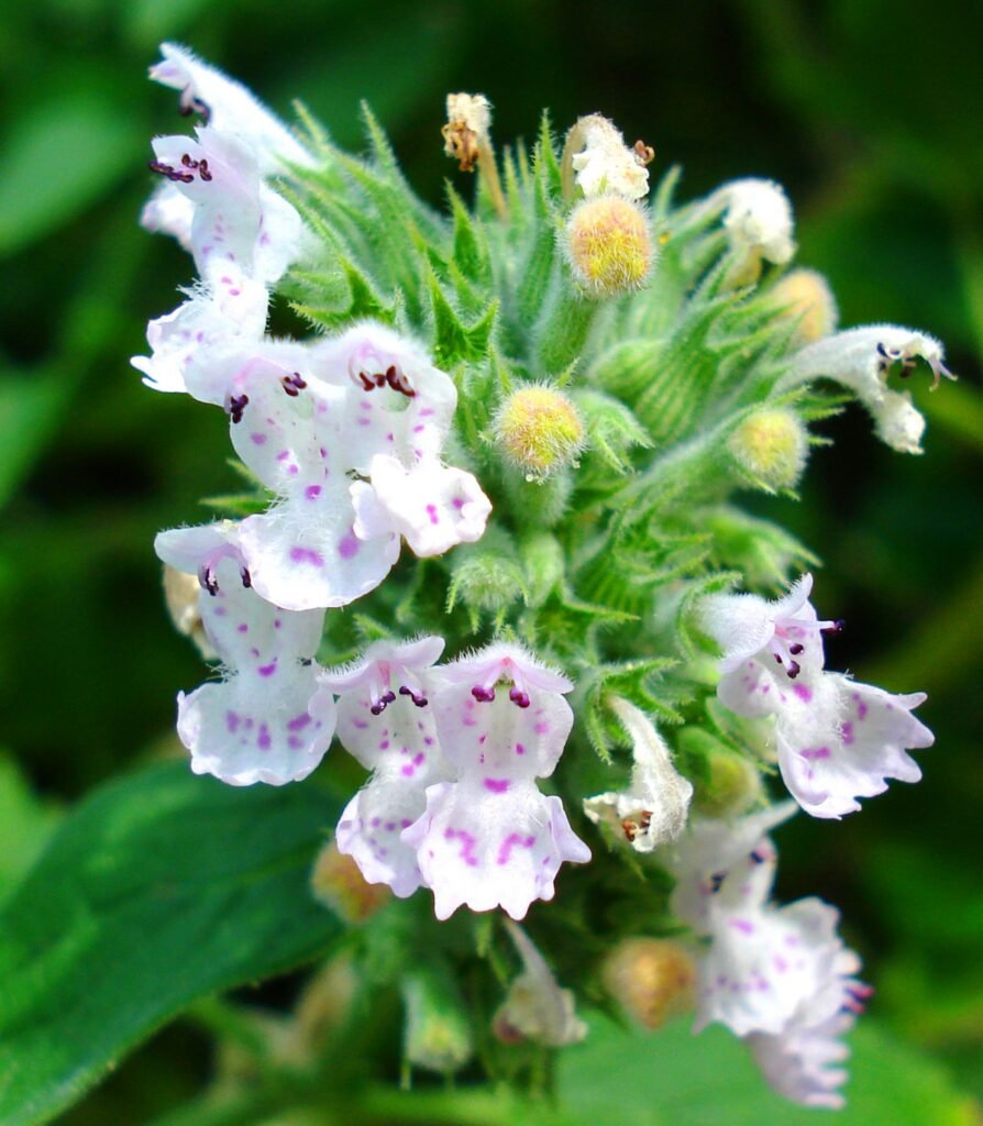 Catnip (Nepeta cataria)